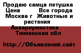 Продаю самца петушка › Цена ­ 700 - Все города, Москва г. Животные и растения » Аквариумистика   . Тюменская обл.